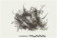 藏品(耳葉蘚屬)的圖片